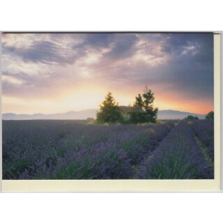 Grußkarte Lavendelfeld
