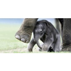 GEO-Postkarte 181 Elefantenbaby