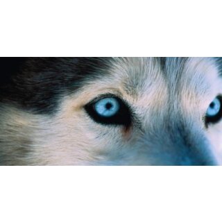 GEO-Postkarte 231 Vorfahre Wolf
