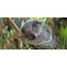 Geo Postkarte 320 Langschläfer Koala