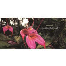 Geo Postkarte 352 Aufsitzer Orchidee