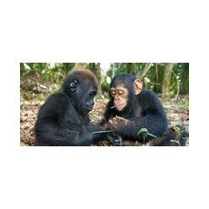 Geo Postkarte 359 Wie Geschwister Gorilla und Schimpanse