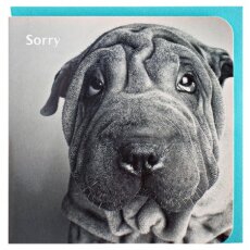 Grußkarte Sorry Entschuldigung Faltenhund SW