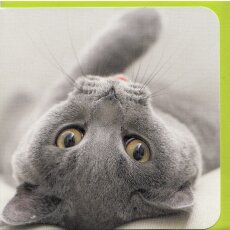Grußkarte Katzenblick - Karthäuser-Katze