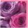 Grußkarte Rosenblüten pink lila