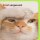 Geburtstagskarte Nachträglich Verspätet Total vergessen Katze
