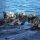 GEO Grußkarte 002 Nordpazifische Seeotter