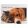 Grußkarte Friends Forever Beagle und Kätzchen Hund und Katze A6