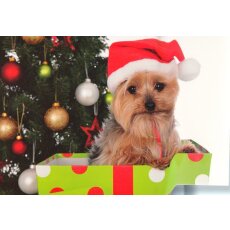 Weihnachtskarte Hund Yorkshire Terrier A6