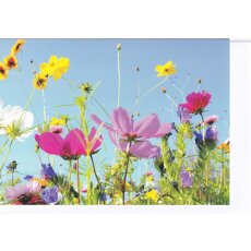 Grußkarte Sommerblumen-Wiese - Blick in strahlend blauen...