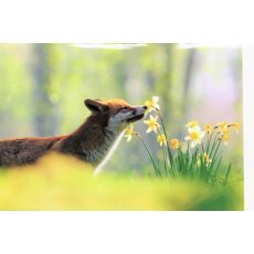 Grußkarte Fuchs schnüffelt Frühjahrsduft