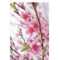 Grußkarte Kirschblüten pink