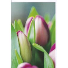 Grußkarte Tulpen